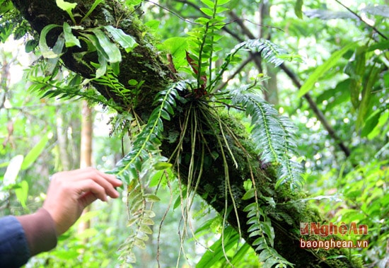 Những cây phong lan bám vào từng loài cây khác nhau, có nhiều hình thù hết sức bắt mắt.