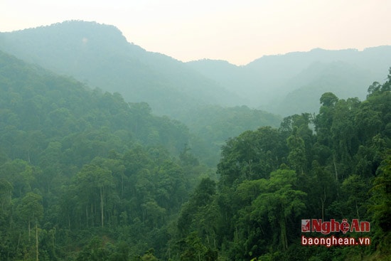 Cùng với đó là sự đa dạng của các loài cây gỗ lớn trong khu bảo tồn này.