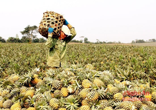 Nông dân xã Tân Thắng ( Quỳnh Lưu) thu hoạch dứa.