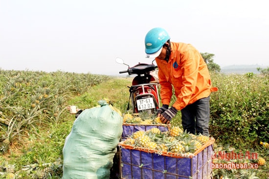 Thương lái đến thu mua dứa tại ruộng cho bà con