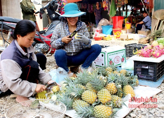 Dứa Quỳnh Lưu được chuyên chở đi tiêu thụ khắp các tỉnh, thành trong nước. 