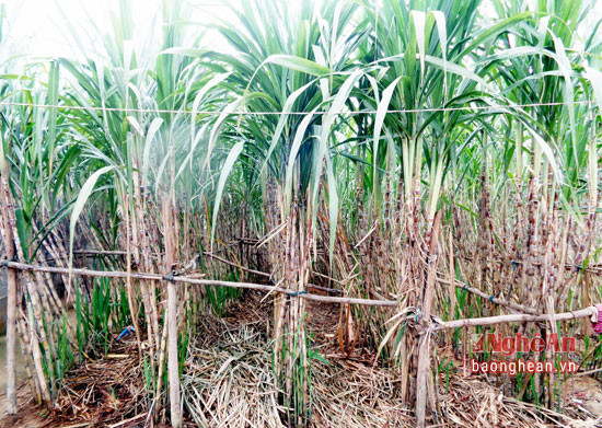 Mía giải khát được trồng trên đất cao cưởng ở Giang Sơn Đông