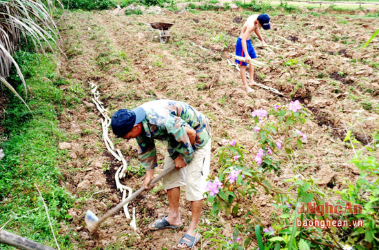 Người dân xã Giang Sơn Đông trồng mía giải khát trên đất cáo cưỡng