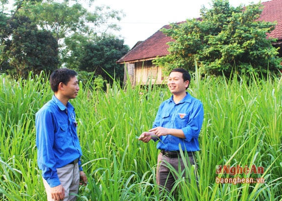 chủ động mua bốn  sào cỏ voi giống với số tiền là 2 triệu đồng chia cho các hộ được dự án đem trồng. 