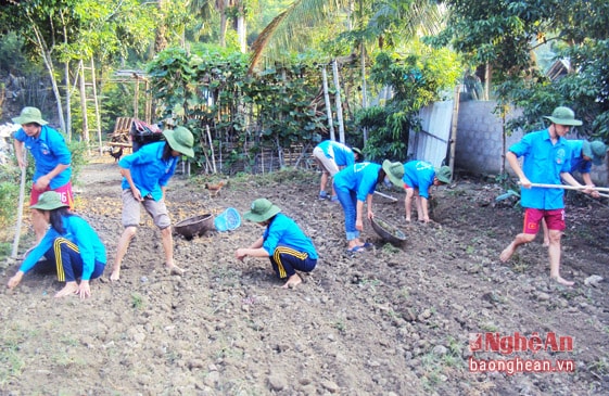 Đoàn viên thanh niên giúp người dân làm đất trồng cỏ voi nuôi bò sinh sản. 