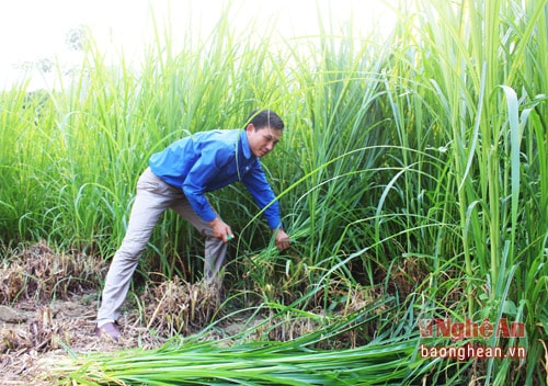 Hiện nay, ở Châu Cường đã bắt đầu hình thành kiểu chăn nuôi mới có sự quản lý, chủ động về nguồn thức ăn trồng cỏ cho bò, không còn thả rông như trước đây. 