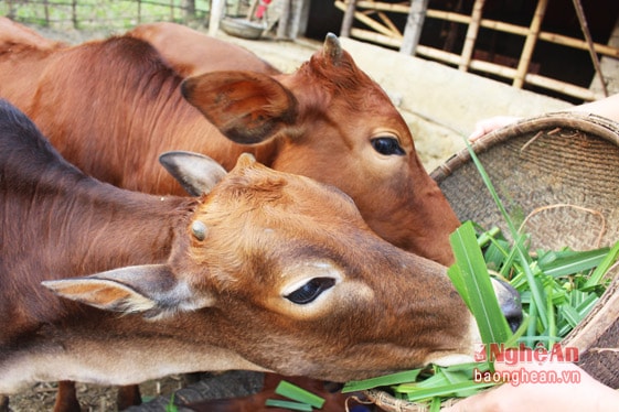 Đàn Bò đang phát triển rất tốt sinh trưởng nhanh về sinh khối lớn, đặc biệt do chọn được giống bò tốt, nên to hơn hẳn só với giống Bò địa phương.