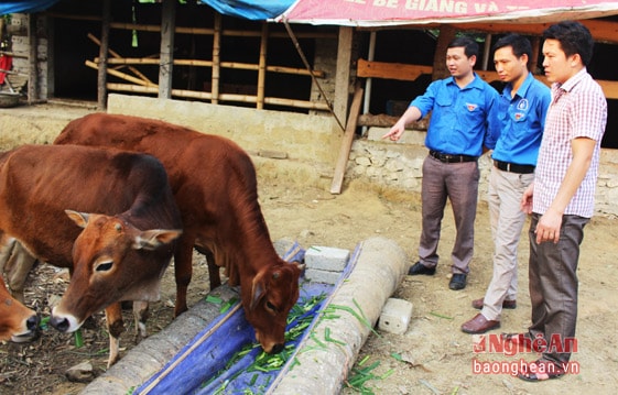 Đầu tháng 10/2014, Ngân hàng chính sách huyện Qùy Hợp đã quyết định cho Đoàn xã Châu Cường (huyện Qùy Hợp) vay 600 triệu đồng để mua bò sinh sản của thanh niên. 