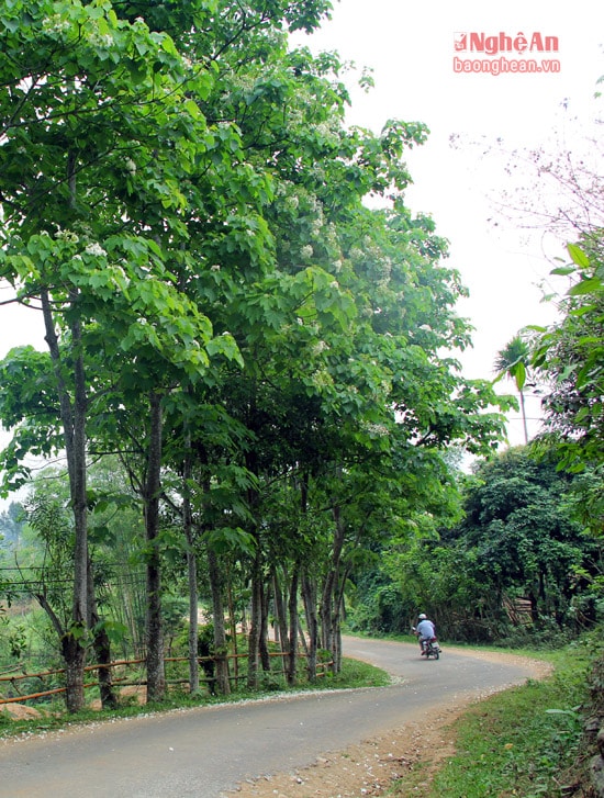 Trên những con đường để dẫn đến rừng Pù Hoạt, loài hoa trẩu tinh khiết rụng trắng xóa.