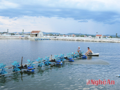 Kiểm tra đầm nuôi tôm tại Quỳnh Giang, Quỳnh Lưu. Ảnh: Thanh Lê