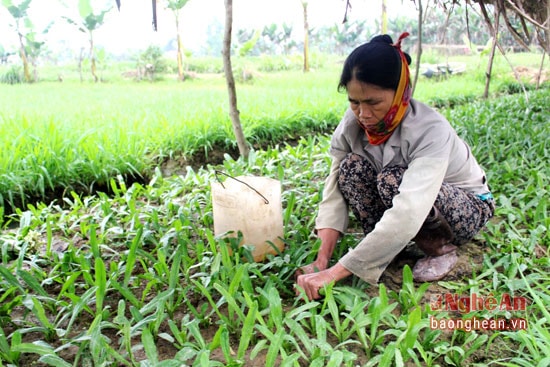 Bà Nguyễn Thị Nhung trồng gần 2 sào rau gia vị phấn khởi nói: từ khi chuyển đổi sang trồng cây rau gia vị đã tăng nguồn thu nhập cho gia đình. Mỗi năm cũng thu nhập trên 70 triệu đồng, mặc dù đây là nghề phụ.