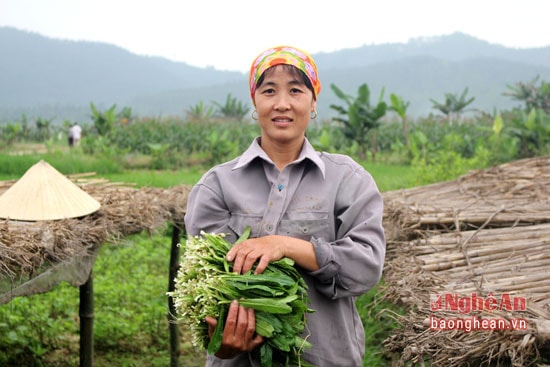 Hiện nay, bà con trồng các loại rau gia vị chủ yếu bán cho các điểm chợ lẻ trong và ngoài huyện. Mặc dù khối lượng rau ít, nhưng lại có giá trị cao. Hiện nay, rau mùi tàu bán tại ruộng 300-400 đồng/bó, rau kinh giới 200 đồng/bó, rau cần thời cao điểm 6.000 đồng/bó. Hiện các loại rau này được các thương lái bán ngoài chợ cao gấp 2-3 lần. Trong ảnh: Chị Nhữ Thị Tâm phấn khởi vì trồng rau gia vị cho thu nhập cao.