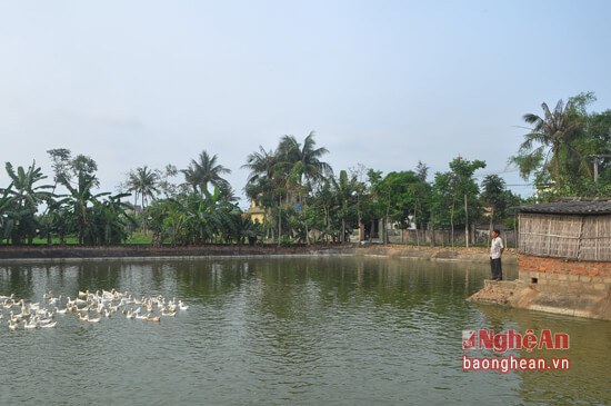 Mô hình gia trại chăn nuôi gia cầm và cá của ông Nguyễn Văn Lập, xóm Bắc Kẻ Gai 1 là một trong hơn 50 mô hình gia trại chăn nuôi của xã cho thu nhập bình quân từ 50-100 triệu mỗi năm