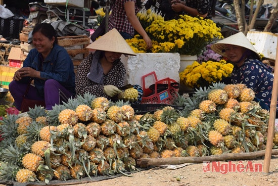 Dứa Queen được trồng ở Quỳnh Lưu thơm, ngọt nên dễ bán lẻ trên thị trường.