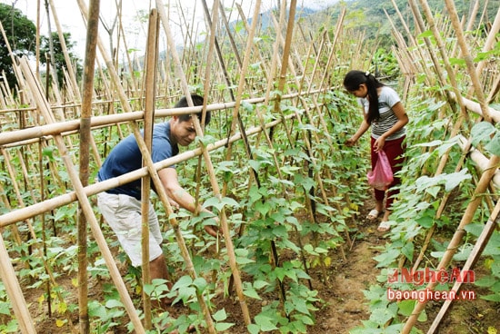 Cải tại vườn tạp để trồng đậu cô ve tại xã Thạch Giám, huyện tương Dương.