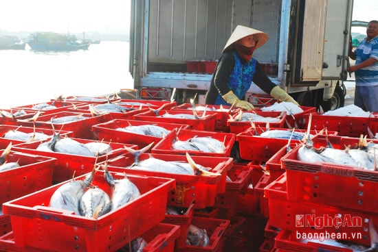 Được mùa cá ở Thị Xã Hoàng Mai