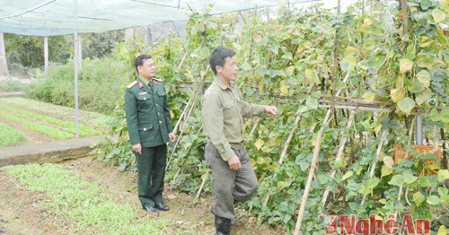 Kiểm tra việc chăm sóc vùng rau đơn vị tại Ban Chỉ huy QS huyện Kỳ Sơn