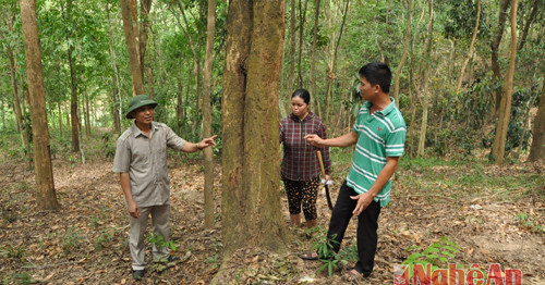Khoanh nuôi bảo vệ rừng tốt đang là giải pháp hưu hiệu để nâng độ che phủ trên địa bàn huyện Kỳ Sơn