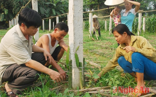 Ông Phan Bá Ngọc đang cùng người dân chăm sóc vườn Thanh Long mới trồng