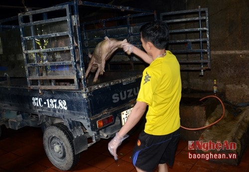 Đoàn liên ngành đã yêu cầu trạm thú y thành phố Vinh thực hiện tiêu hủy 2 con lợn chết và thực hiện cách ly theo dõi đối với 10 con lợn khác được nuôi nhốt trong lò quay.