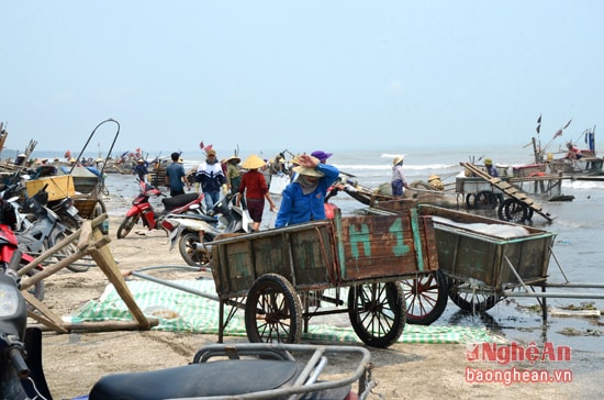 Mùa sứa biển bắt đầu từ tháng 02 đến cuối tháng 03 âm lịch, đây là thời điểm sứa đạt đến độ già và ngon nhất. trong ảnh: Ngư dân xã Diễn Hải chuẩn bị ngư cụ ra khơi