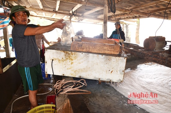 Ông Phạm Văn Thanh-Chủ cơ sở chế biến sứa xóm Hoàng Châu- xẫ Diễn Kim cho biết: Sau khi được cắt thành 2 phần, sứa được đưa vào máy xắt quay từ 8-9 tiếng cho hết nhớt, sau đó được đưa ra rửa sạch, ướp muối 7-10 ngày trước khi bán. C 