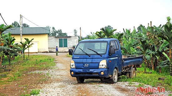 Dự án sản xuất chuối xuất khẩu ở Yên Thành đang gặp nhiều  khó khăn