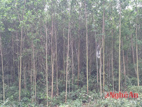  Toàn huyện Quỳnh Lưu hiện có gần 11.000 héc ta rừng, trong số diện tích rừng sản xuất 8.500 héc ta thì có tới 7.000 héc ta được người dân trồng các loại cây nguyên liệu gồm bạch đàn, keo lai, tràm. Những cây trồng này phù hợp với thổ nhưỡng của vùng nên phát triển tốt.