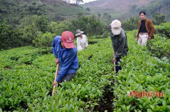 Cây chè thực phẩm được anh khôi phục, đầu tư tốt, hàng năm có chăm sóc, tấp tủ đúng quy trình nên nguồn thu nhập 150 triệu đồng/năm, mô hình này tạo việc làm cho 3-5 lao động thường xuyên