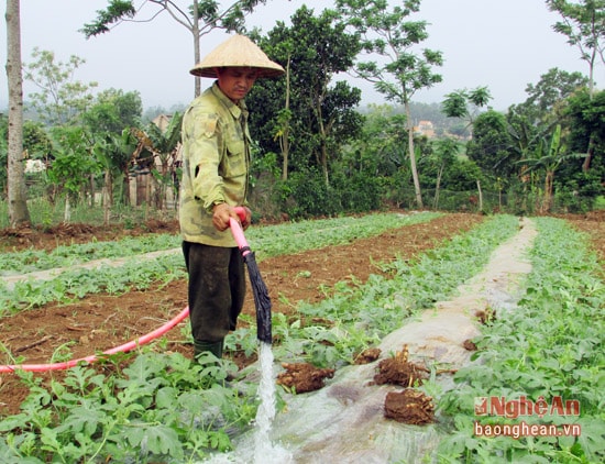 Nông dân xã Nghĩa yên chăm sóc dưa hấu