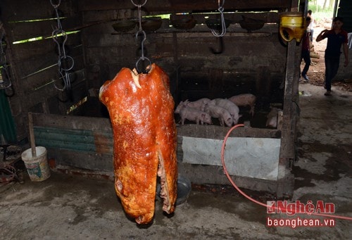 Cơ sở thịt quay Giao Hiền: Thị quay treo ngay chuồng lợn.