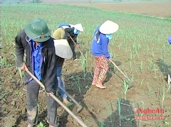 Nông dân huyện Quỳ Hợp chăm sóc mía
