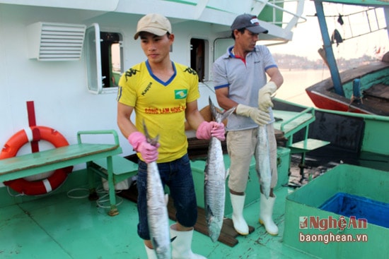 hải sản đánh bắt được trong thời gian vừa qua vẫn tiêu thụ mạnh