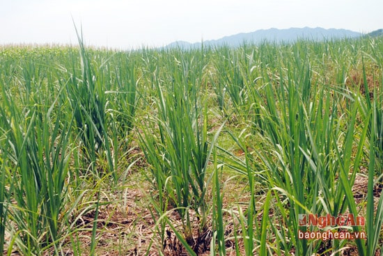 Hơn 1.300 ha mía đang giai đoạn cây con, đẻ nhánh chủ yếu ở Tân Kỳ đang bị bệnh chồi cỏ.