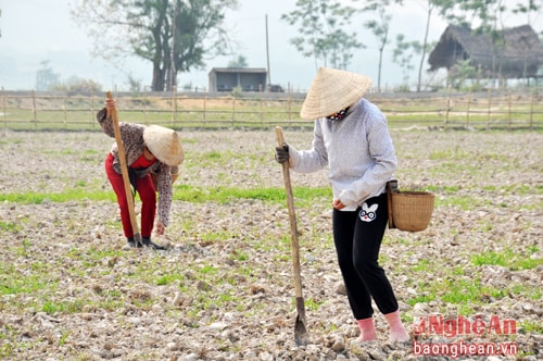 Ở Châu Tiến có 1.000ha lúa nước thế nhưng đến thời điểm này có 70% thiếu nước trầm trọng.