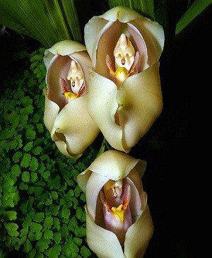 Swaddled Babies Orchid:  Lan giống một đứa bé đang quấn tã Mọc ở một số khu vực trên đất nước Colombia, loài hoa này có cấu trúc khá phức tạp, trông giống một đứa bé đang quấn tã trong giai đoạn mở cánh.