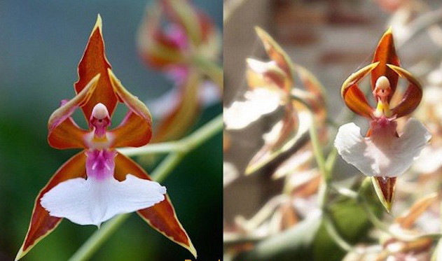 Ballerina Orchid – lan vũ Nữ  Loài hoa đến từ Australia này có dáng vẻ như một cô gái duyên dáng múa ba lê trong bộ váy xòe màu trắng. Cánh hoa thường có màu nâu sáng điểm trắng và tía.