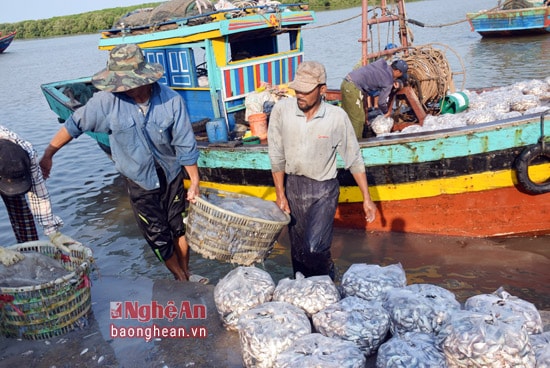 Phần lớn số tàu thuyền của huyện Diễn Châu đánh bắt hải sản bằng nghề lưới kéo.