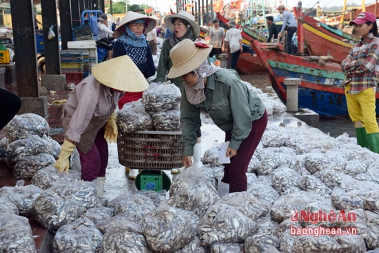 Sản phẩm của nghề lưới kéo là hải sản tổng hợp, nhưng đa phần là cá nhỏ