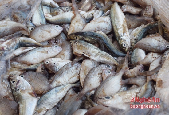 Cá nhỏ như thế này chủ yếu dùng chế biến thức ăn gia súc, gia cầm