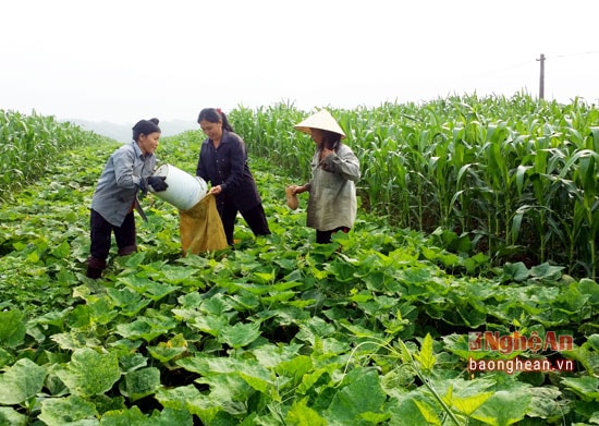 Bí thu hoạch xong được đóng vào bao bì để thương lái đến thu mua tận nơi.