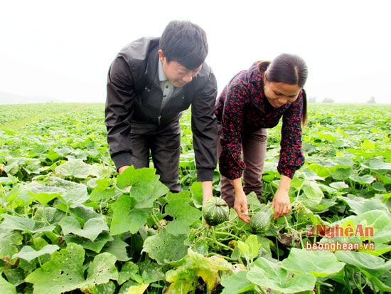 Chị Thủy cho biết Bí dễ trồng, tốn ít công chăm sóc, nhất là trên vùng đất bạc màu này mà cây vẫn xanh tốt. Mỗi quả Bí khi xuất bán có trọng lượng từ 1 đến 2,5kg.         