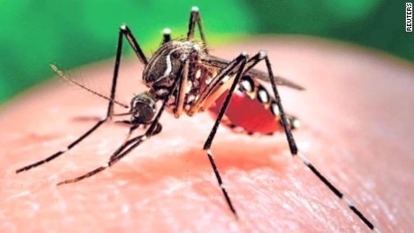 Muỗi là tác nhân chính truyền virut Zika