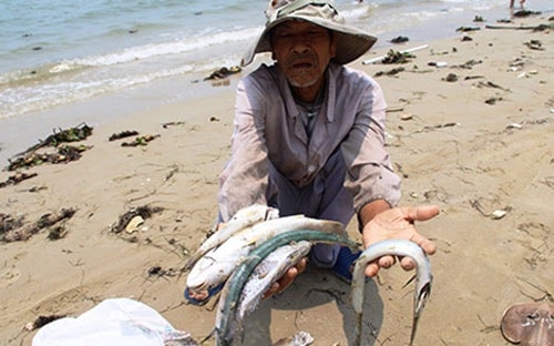 Hàng ngàn ngư dân đang sống khắc khoải khi cá chết liên tục trong nhiều ngày qua.