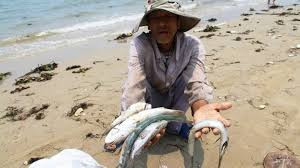 Cá chết hàng loạt tại các tỉnh ven biển miền Trung.