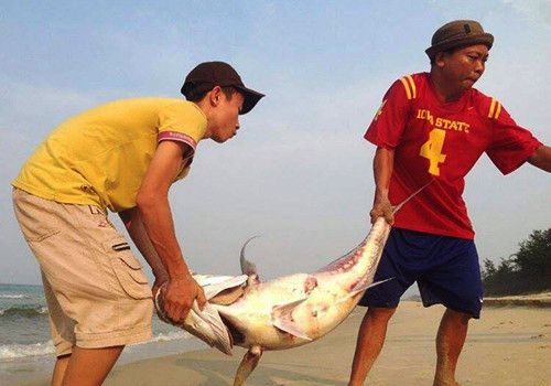 Một con cá vẩu nặng chừng 35 kg được ngư dân phát hiện chết ở bờ biển xã Vinh Mỹ, huyện Phú Lộc (Thừa Thiên - Huế) vào chiều 24/4. 
