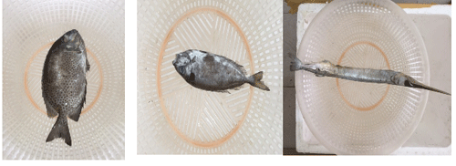 Một số mẫu cá đang được các nhà khoa học Viện hàn lâm phân tích.