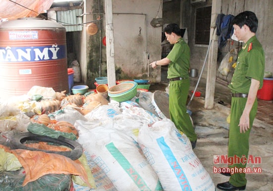 Lực lượng Phòng Cảnh sát môi trường Công an Nghệ An tiến hành kiểm tra số măng nói trên