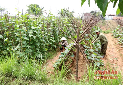 Mô hình trồng bí xanh cho thu nhập cao ở xóm 1B, xã Nam Thanh (Nam Đàn)