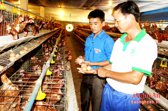 Mô hình nuôi gà an toàn sinh học ở xã Nghĩa Hưng cho thu nhập cao.